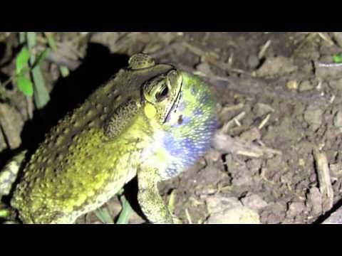 蟾蜍 號碼